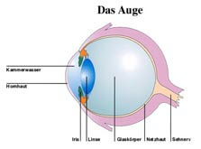 das gesunde Auge